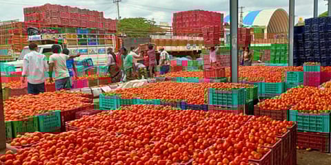 Tomato baskets ready to export from Madanapalle tomato market of Chittoor. (Photo | EPS)