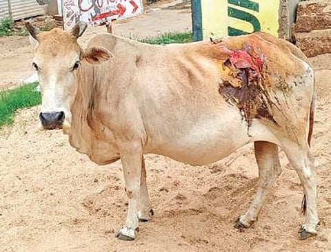 Animal cruelty on rise in Odisha, police empathy not enough