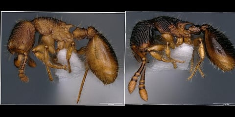 Myrmecina bawai and myrmecina reticulata