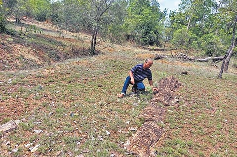 Ahobilam Karunakar, a member of Kottha Telangana Charitram which discovered the fossil site, examines a 40-feet-long fossil of a tree