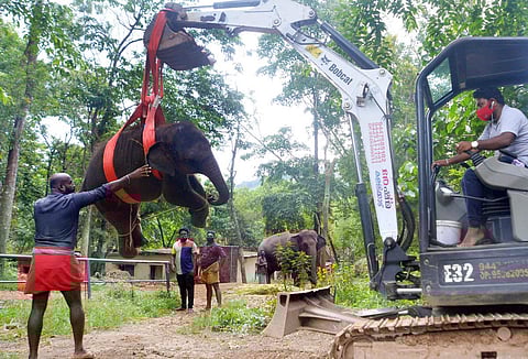 The body of Sreekutty, an elephant calf which died at Kottoor Elephant Rehabilitation Centre, Thiruvananthapuram on Monday, being taken for postmortem. (Photo | Vincent Pulickal, EPS)