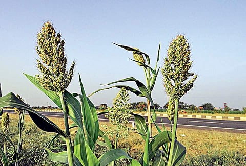 Jowar agriculture crop Sorghum. (Photo| EPS)