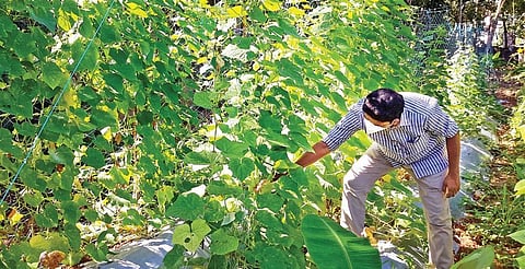 An agriculture department official visits the vegetable farm which was earlier a waste dump for construction debris at Muttada