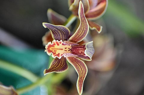 Saussurea Simpsoniana (Phen Kamal)