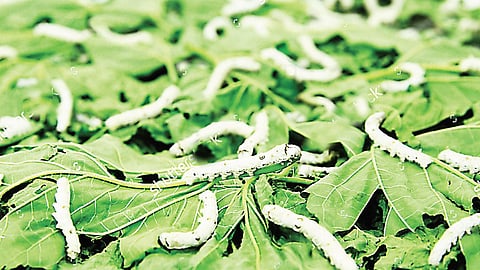 After dip in Covid graph, state eyes increase in silk production