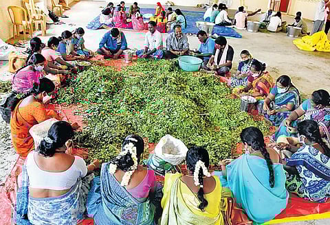 Preparation of Anandaiah’s concoctions underway at Thondavada in Chittoor on Monday; (below) MLA Chevireddy Bhaskar Reddy with the ‘medicines’ I Madhav K