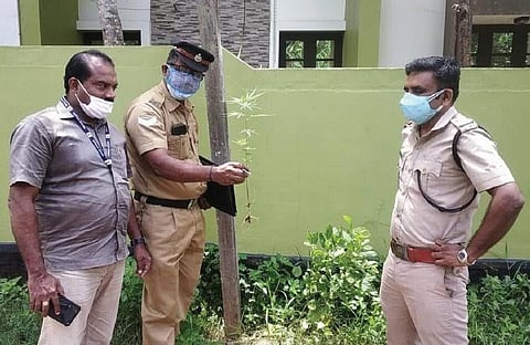 A team led by excise special squad sub-inspector T Rajeev found the saplings from the roadside.
