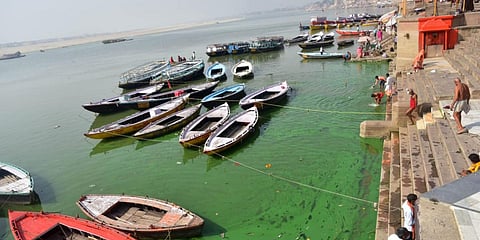 The Ganga river in Varanasi has turned green due to algae infestation. (Photo| Chandan Rupani)