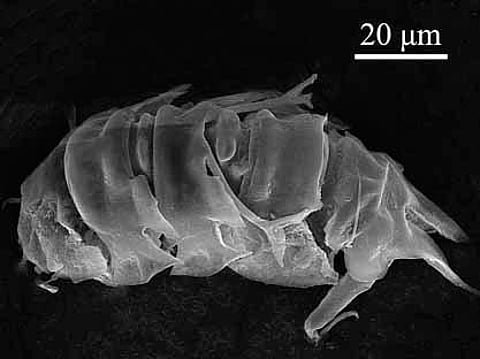 Newly discovered species of water bear named after Kerala