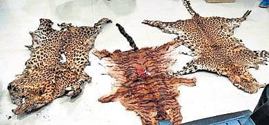 Big cat skins that were caught in Kalahandi (Photo | Express)