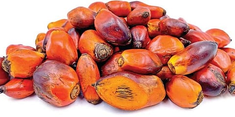 Oil palm