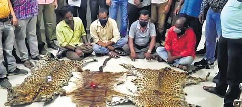 The leopard and tiger hide seized during the serial raids in Kalahandi | Express
