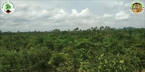A view of the green cover that Telangana forest officials grew in the in the core area of the Kawal Tiger Reserve. (Photo | Twitter Screengrab, @ErikSolheim)