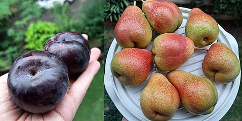 Spanish Plums and South African Pears