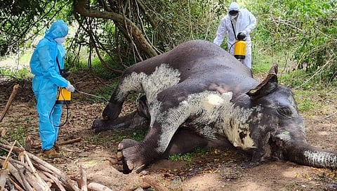 Veterinary staff spraying formalin over the carcass of the female elephant that died due to anthrax. (Photo | EPS)
