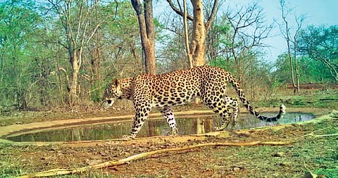 A leopard on the prowl in Amrabad Tiger Reserve