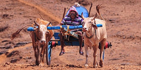 Bullock Cart (Photo | PTI)