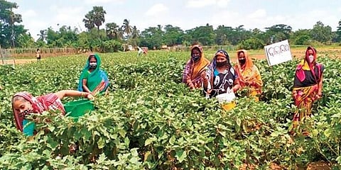 Women harvesting vegetables at Gelapur village. (Photo | EPS)