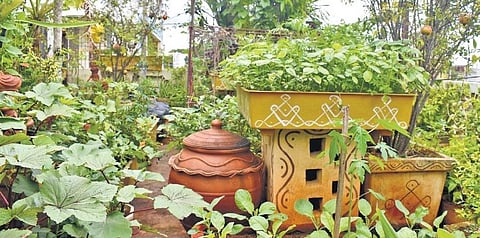 Thummeti Raghothama Reddy's terrace garden he set up at his house in Narapally village. (Photo | Express)