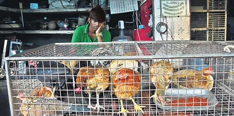 On Sunday, July 18, 2021, several chicken shops sold the skinless variety for Rs 260-Rs 280. (File Photo | Express, Ashwin Prasath)