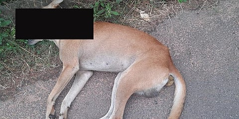 A community dog was shot dead by a miscreant in Mangaluru.