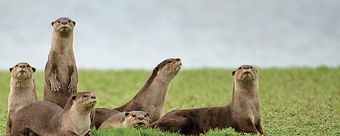 Wild Karnataka (screengrab)