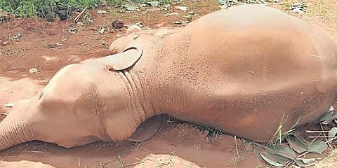 Forest officials said the tusker died after coming in contact with the solar fencing which Behera had erected around his farmland.(Representative image)