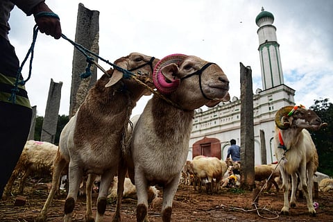 Livestock vendors wait for customers to sell their sheep at Chamarajpet Eidgah Ground, in Bengaluru. (Photo | Shriram BN, EPS)