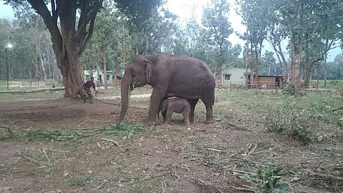 Image of female elephant used for representational purpose. (File Photo | EPS)