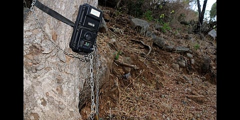 At least 8 camera traps installed at Veeranahosahalli, Anechowkuru and other buffer zones of Nagarahole, were lifted,which came to the notice of officials when they went to collect the chip.