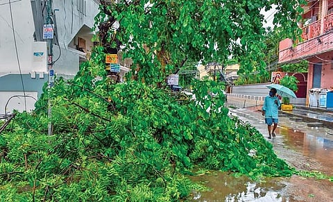 An uprooted tree in Srinagar Colony on Thursday. (Photo I EPS/Prasant Madugula)