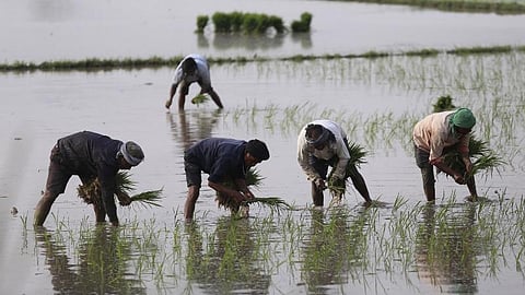The Economic Survey 2025-26 attributed this increase, around 70%, to the Kaleshwaram project and Mission Kakatiya undertaken by the state government.