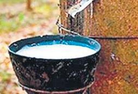 Rubber Board to launch India’s first rubber census