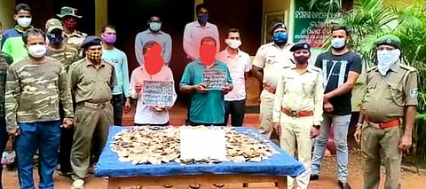 Forest officials with seized pangolin scales and accused duo in Dhenkanal. (Photo | Express)