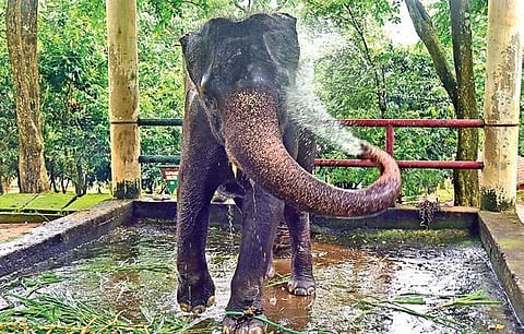 An elephant at the camp at Konni in Pathanamthitta | SHAJI VETTIPURAM