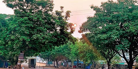 The exercise will focus on suggesting remedial measures to save existing trees in the region. (Representational Photo| EPS)