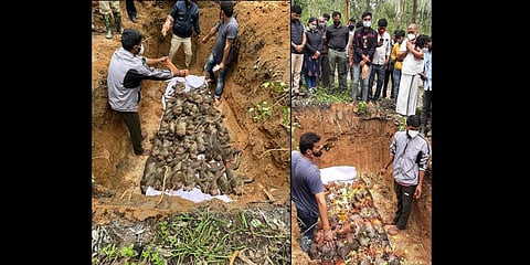 Preliminary investigations show that the monkeys were poisoned and beaten up. (Photo | Special Arrangement)