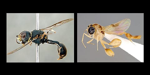 Dasyproctus Attenboroughi,Smicromorpha Attenboroughi