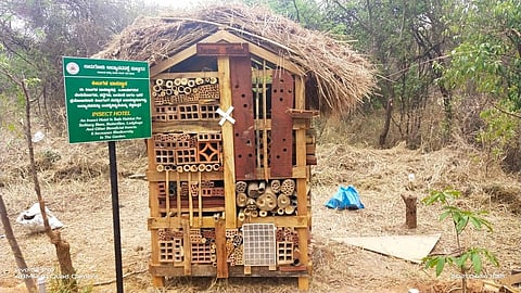 These spacious and light-controlled spaces have become a safe haven for insects to roost and breed. (Photo | Express)