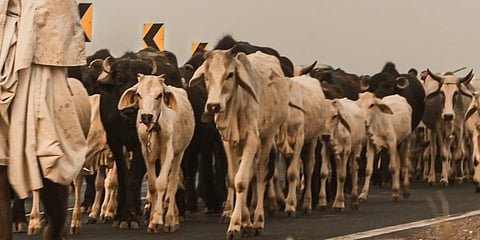 Uppal Inspector N Ch Rangaswamy said that a case has been registered and investigation is underway. (Representational Image)