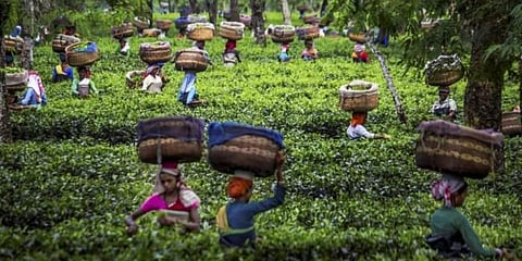 Tea gardens in Assam. (Photo | PTI)