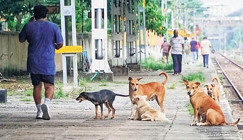 A pack of stray dogs barking at a person jogging at Pettah Railway Station, a popular spot used by local residents for jogging, in Thiruvananthapuram | B P Deepu