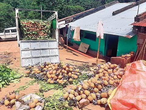 The pineapple processing unit at Chatikana in Bissamcuttack | Express
