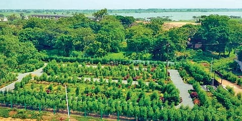 A Bhruhat Pattana-Prakruthi Vanam developed to expand the green cover in ULBs. (Photo | Express)