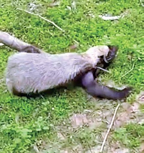 Video grab of the honey badger