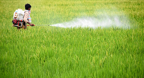 He further suggested crop rotation, mixed cropping, application of vermicompost, farmyard manure, panchagavya, dasakavya, and fish amino acid.