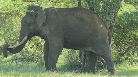 Image of wild elephant used for representational purpose.