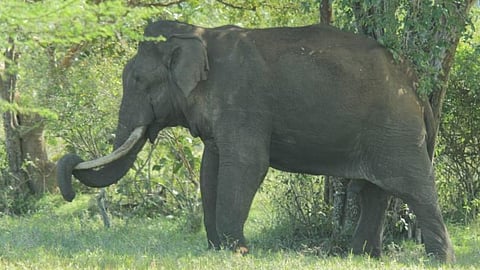 Image of wild elephant used for representational purpose.