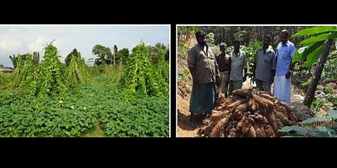 Demonstration of organic farming of tubers in Pathanamthitta district.