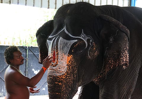 On the occasion of the World Elephant Day, a man decorating his elephants at Madurai on Thursday. (Photo | K K Sundar, EPS)